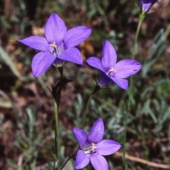 Wahlenbergia gloriosa at South East Forest National Park - 12 Jan 1998