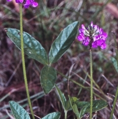 Cullen microcephalum (Dusky Scurf-pea) at South East Forest National Park - 12 Jan 1998 by BettyDonWood