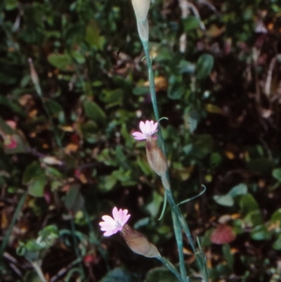 Petrorhagia dubia (Hairy Pink) at Tathra, NSW - 24 Sep 1998 by BettyDonWood