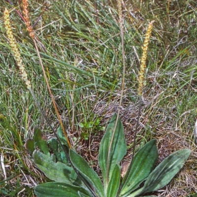 Plantago antarctica (Mountain Plantain) at South East Forest National Park - 10 Jan 2001 by BettyDonWood