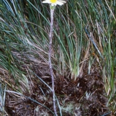 Celmisia sp. Pulchella (M.Gray & C.Totterdell 7079) Australian National Herbarium (Narrow-leaved Snow Daisy) at Glen Allen, NSW - 10 Jan 2001 by BettyDonWood