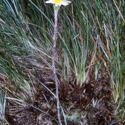 Celmisia sp. Pulchella (M.Gray & C.Totterdell 7079) Australian National Herbarium (Narrow-leaved Snow Daisy) at Glen Allen, NSW - 10 Jan 2001 by BettyDonWood