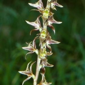 Paraprasophyllum wilkinsoniorum at Glen Allen, NSW - suppressed