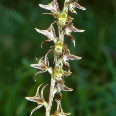 Prasophyllum wilkinsoniorum at Glen Allen, NSW - 5 Jan 2001 by BettyDonWood