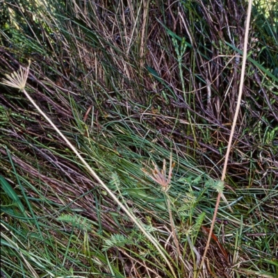 Oreomyrrhis ciliata (Bog Carraway) at Glen Allen, NSW - 11 Jan 2000 by BettyDonWood