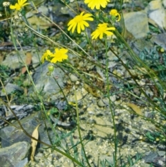 Senecio pinnatifolius var. alpinus at Tantawangalo State Forest - 10 Feb 1998 by BettyDonWood