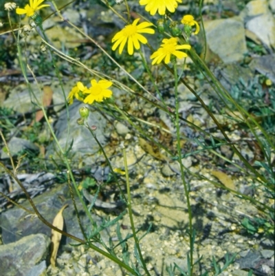 Senecio pinnatifolius var. alpinus at Tantawangalo State Forest - 11 Feb 1998 by BettyDonWood