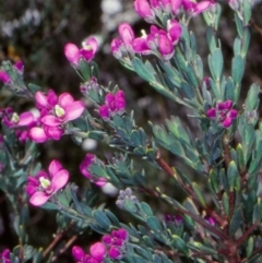 Comesperma retusum (Mountain Milkwort) at South East Forest National Park - 6 Dec 1998 by BettyDonWood