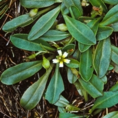 Goodenia montana (Mountain Velleia) at Glen Allen, NSW - 5 Jan 2001 by BettyDonWood