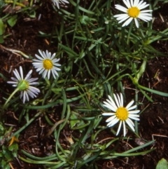 Brachyscome radicans (Marsh Daisy) at Glen Allen, NSW - 11 Feb 1998 by BettyDonWood