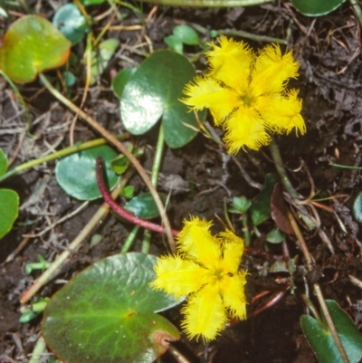 Nymphoides montana (Marshwort) at Nunnock Swamp - 11 Jan 1998 by BettyDonWood