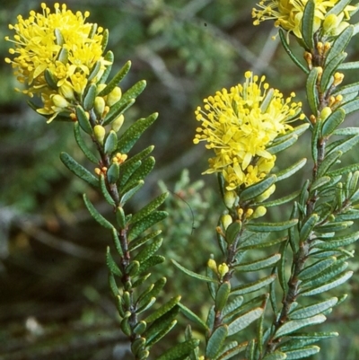 Leionema phylicifolium (Mountain Phebalium) at South East Forest National Park - 19 Sep 1998 by BettyDonWood