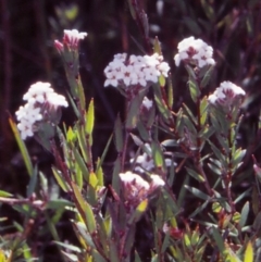 Leucopogon pilifer (Thready Beard-Heath) at Glen Allen, NSW - 8 Oct 1999 by BettyDonWood