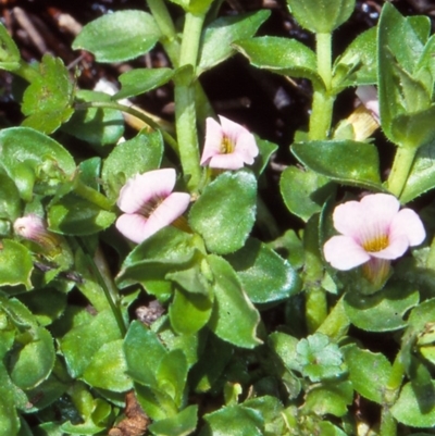 Gratiola nana at Glen Allen, NSW - 5 Dec 1998 by BettyDonWood