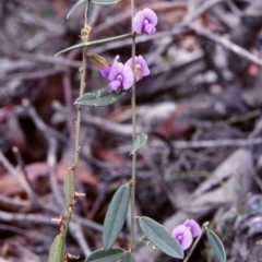Hovea montana (Alpine Hovea) at Glen Allen, NSW - 9 Sep 2000 by BettyDonWood