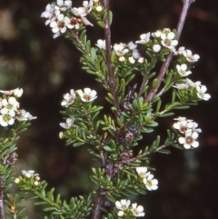 Baeckea utilis (Mountain Baeckea) at Glen Allen, NSW - 12 Jan 1998 by BettyDonWood