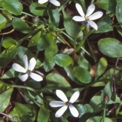 Lobelia surrepens (Mud Pratia) at Glen Allen, NSW - 12 Jan 1998 by BettyDonWood