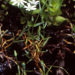 Stellaria angustifolia at Tantawangalo State Forest - 6 Dec 1998