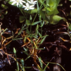 Stellaria angustifolia at Tantawangalo State Forest - 6 Dec 1998 12:00 AM