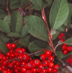 Cotoneaster glaucophyllus (Cotoneaster) at Tathra, NSW - 6 May 1999 by BettyDonWood