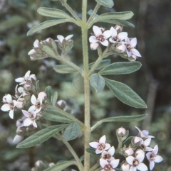 Zieria cytisoides (Downy Zieria) at Kameruka, NSW - 22 Aug 1997 by BettyDonWood