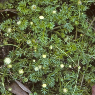 Cotula australis (Common Cotula, Carrot Weed) at Kalaru, NSW - 6 Jul 1997 by BettyDonWood