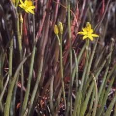 Bulbine semibarbata (Leek Lily) at Bournda National Park - 15 Oct 1997 by BettyDonWood