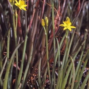 Bulbine semibarbata at Bournda National Park - 15 Oct 1997 12:00 AM