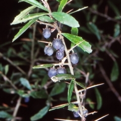 Melicytus dentatus (Tree Violet) at Candelo, NSW - 7 Mar 1998 by BettyDonWood