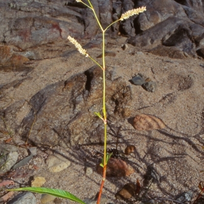 Persicaria lapathifolia (Pale Knotweed) at Candelo, NSW - 19 Feb 1998 by BettyDonWood