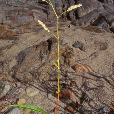 Persicaria lapathifolia (Pale Knotweed) at Candelo, NSW - 18 Feb 1998 by BettyDonWood