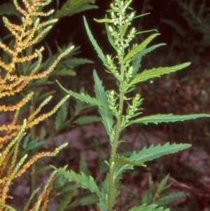 Dysphania ambrosioides at Candelo, NSW - 8 Mar 1998