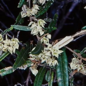 Lasiopetalum parviflorum at Bournda National Park - 25 Sep 1998