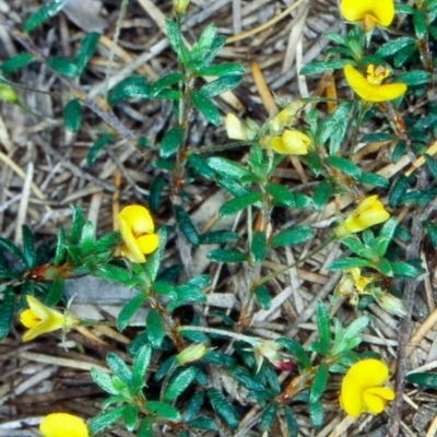 Pultenaea pedunculata (Matted Bush-pea) at Bournda National Park - 24 Sep 1998 by BettyDonWood