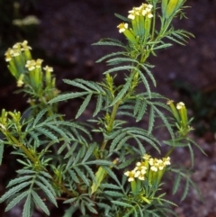Tagetes minuta (Stinking Roger) at Tantawangalo, NSW - 30 Apr 1998 by BettyDonWood