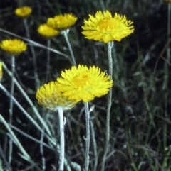 Leucochrysum albicans subsp. albicans (Hoary Sunray) at Candelo, NSW - 27 Oct 1997 by BettyDonWood