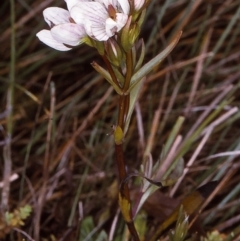 Gentianella cunninghamii subsp. cunninghamii (Cunningham's Snow Gentian) at Glen Allen, NSW - 3 Jul 1997 by BettyDonWood