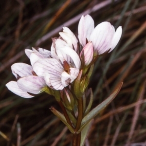 Gentianella cunninghamii subsp. cunninghamii at Glen Allen, NSW - suppressed