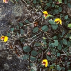 Bossiaea prostrata (Creeping Bossiaea) at Glen Allen, NSW - 25 Oct 1997 by BettyDonWood