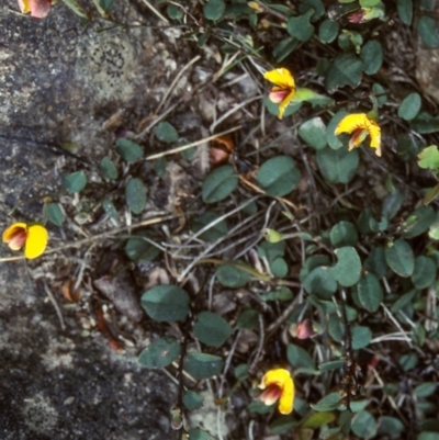 Bossiaea prostrata (Creeping Bossiaea) at Glen Allen, NSW - 26 Oct 1997 by BettyDonWood