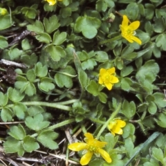 Ranunculus pimpinellifolius (Bog Buttercup) at Glen Allen, NSW - 26 Oct 1997 by BettyDonWood
