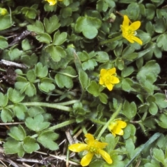 Ranunculus pimpinellifolius (Bog Buttercup) at Glen Allen, NSW - 25 Oct 1997 by BettyDonWood