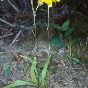 Podolepis hieracioides at Glen Allen, NSW - 17 Feb 1998