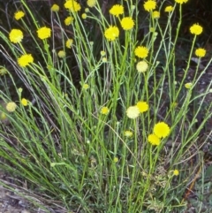 Calotis lappulacea (Yellow Burr Daisy) at Toothdale, NSW - 21 Sep 1998 by BettyDonWood