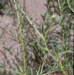 Lepidium africanum (Common Peppercress) at Candelo, NSW - 26 Oct 1997 by BettyDonWood