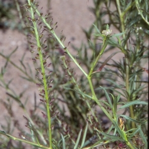 Lepidium africanum at Candelo, NSW - 26 Oct 1997 12:00 AM