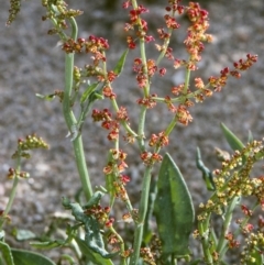 Rumex acetosella (Sheep Sorrel) at Toothdale, NSW - 26 Oct 1997 by BettyDonWood