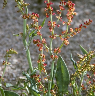 Rumex acetosella (Sheep Sorrel) at Toothdale, NSW - 26 Oct 1997 by BettyDonWood
