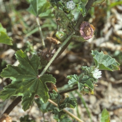 Malva parviflora (Little Mallow) at Toothdale, NSW - 26 Oct 1997 by BettyDonWood
