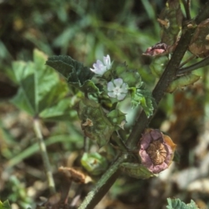 Malva parviflora at undefined - 26 Oct 1997 12:00 AM